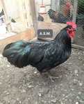 Cocoș Australorp Negru