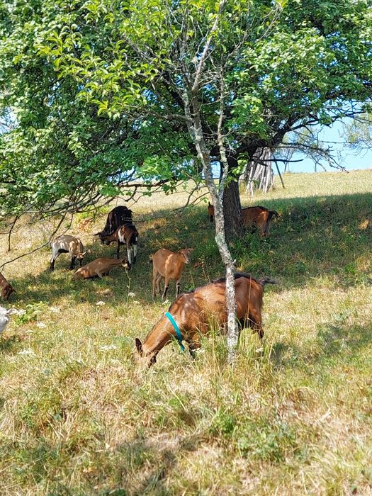 Vindem turmă de 18 capre!