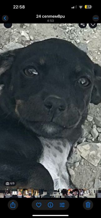 Чисто кръвен Женски пинчер