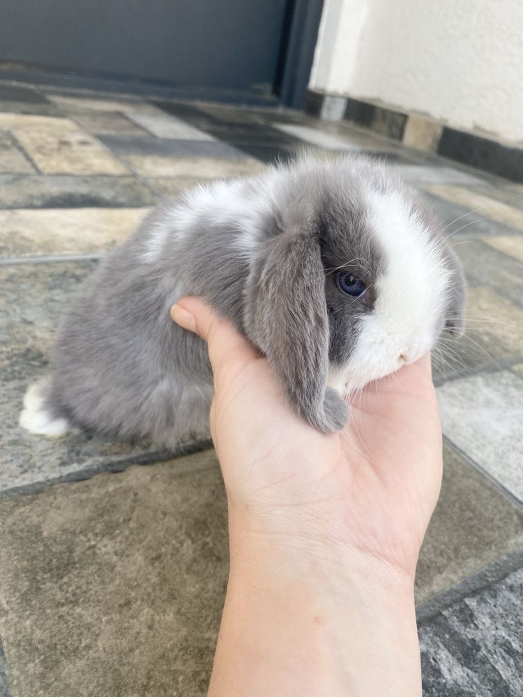 Berbec pitic /Mini Lop /Iepuraș pitic