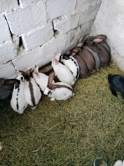 Vând iepuri frumosi