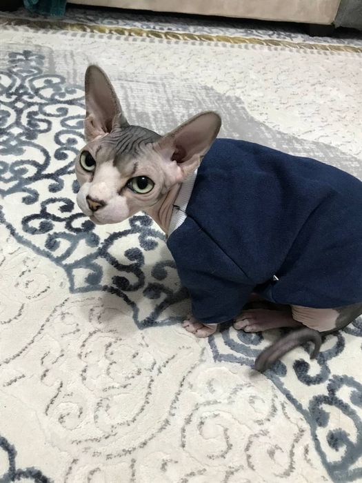 Juda ham chiroyli va aqilli mushuk