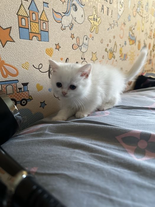 Белый котенок скотиш страйт