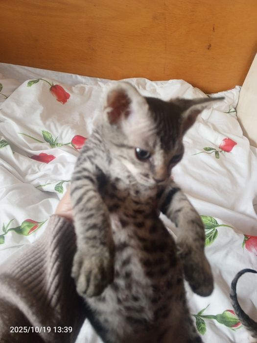 Zoti Sifinks  ikki oylik