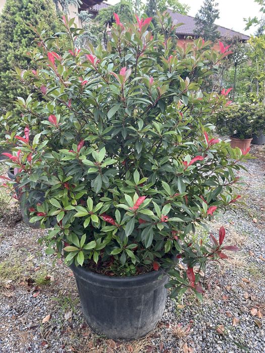 Plante ornamentale pentru gradina