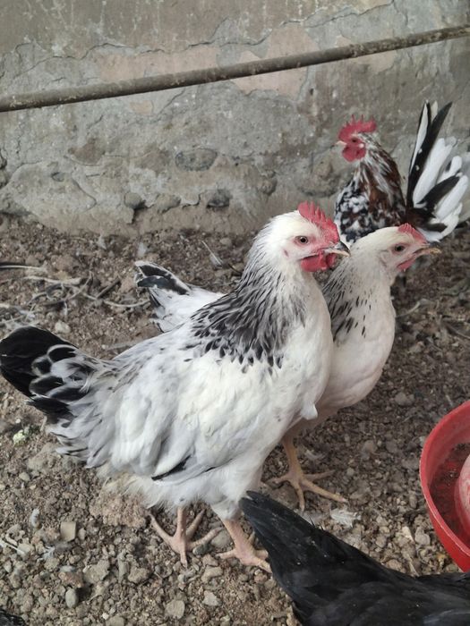 Товуклар сотилади Адлер Форверк Российский