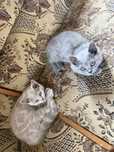 Fetita british shorthair