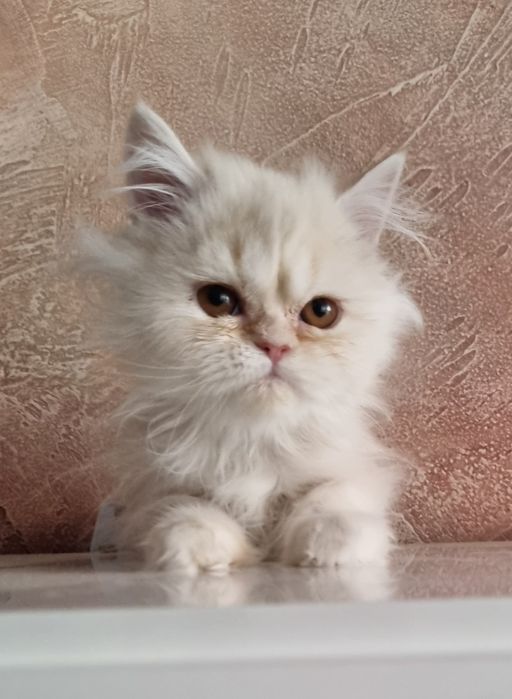 Малки персийски котенца