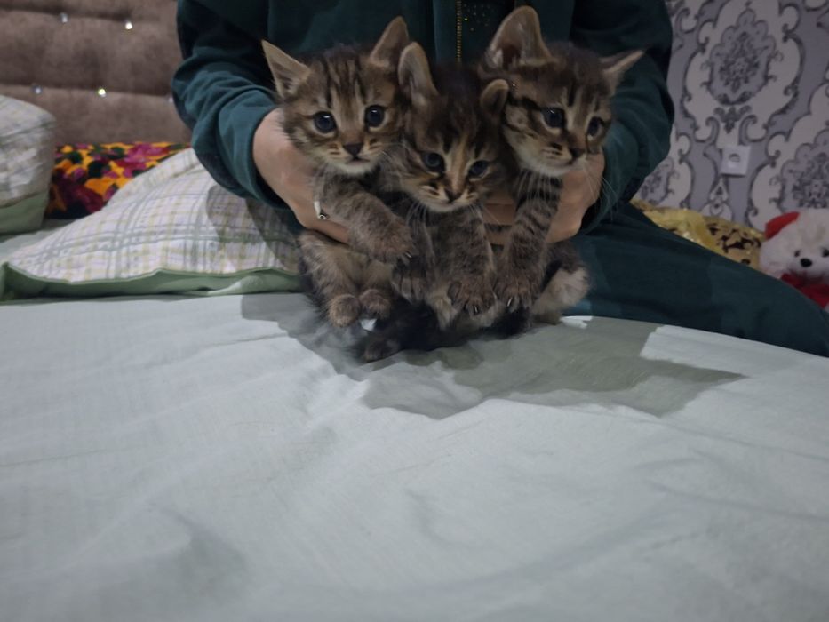 1.5 oylik mushukchalar