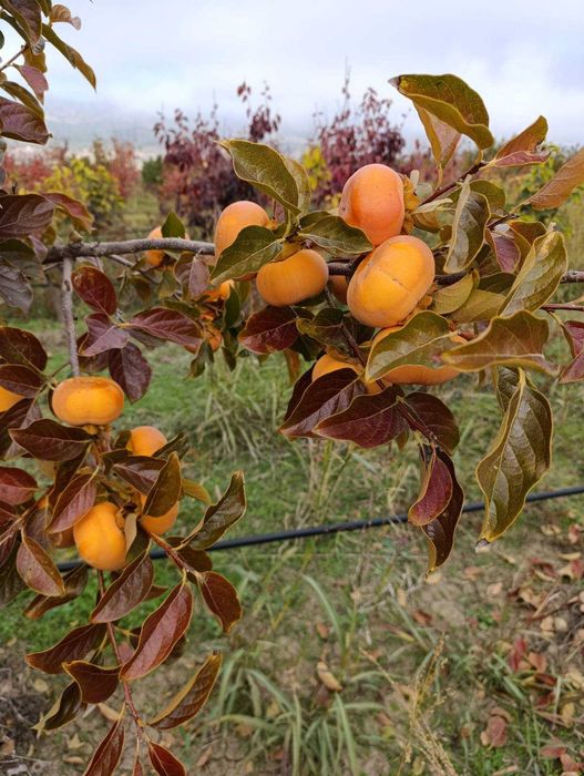 Плодове райски ябълки.