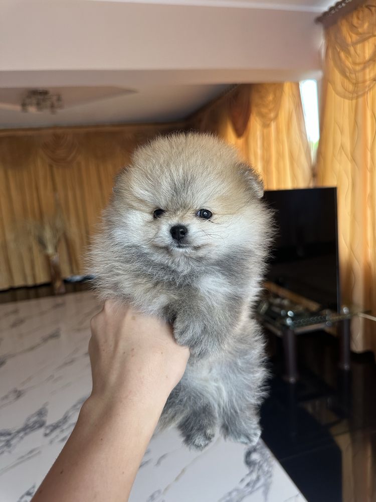 Băiețel pomeranian cu pedigree fci tip A