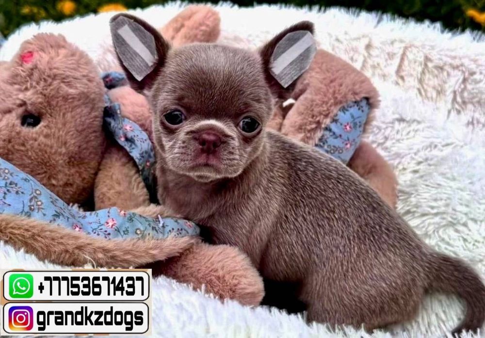 продаются щенки Чихуахуа