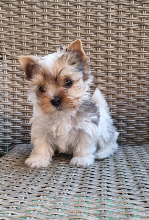 Йоркширски териер Бивър Blue Berry от родословни родители