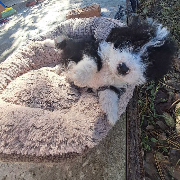 Продавам  кученце  Лагото Романьол 350 лв.