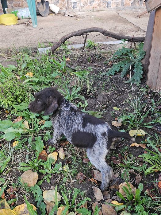 Свободни кученца!!!