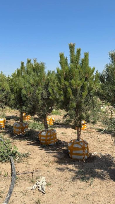 Чёрный сосна  Турция