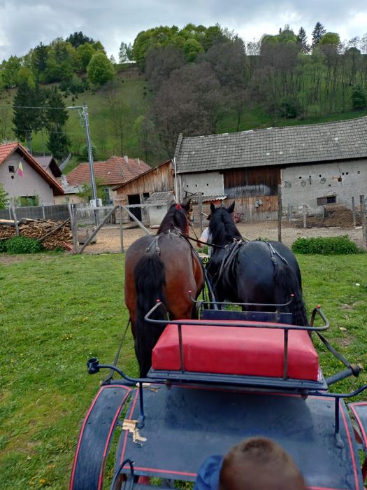 Se vinde iapă de 6 ani