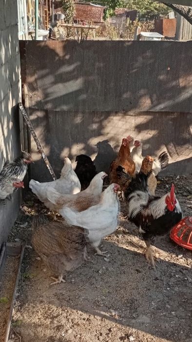 Продам домашних курей