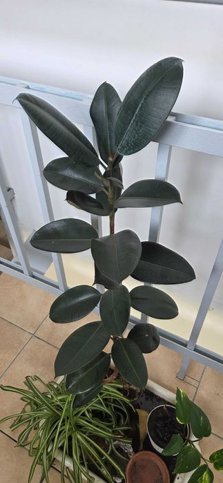 Фикус каучуконостный 1 метр