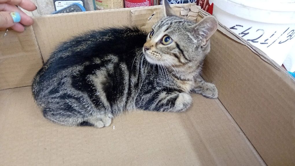 Подарявам котенце