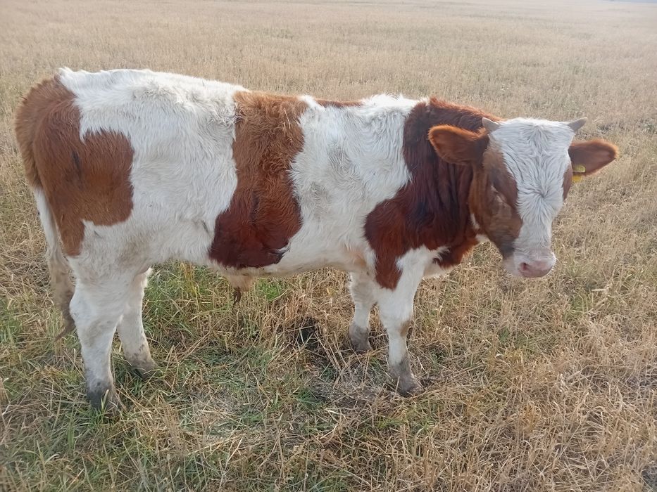 Продам 3х быков подсосеые