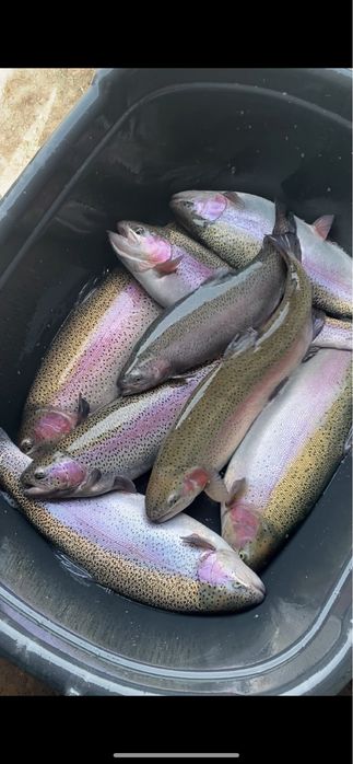 Продаем живую форель