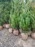 Leylandii la oferta livrare plantare gratuită