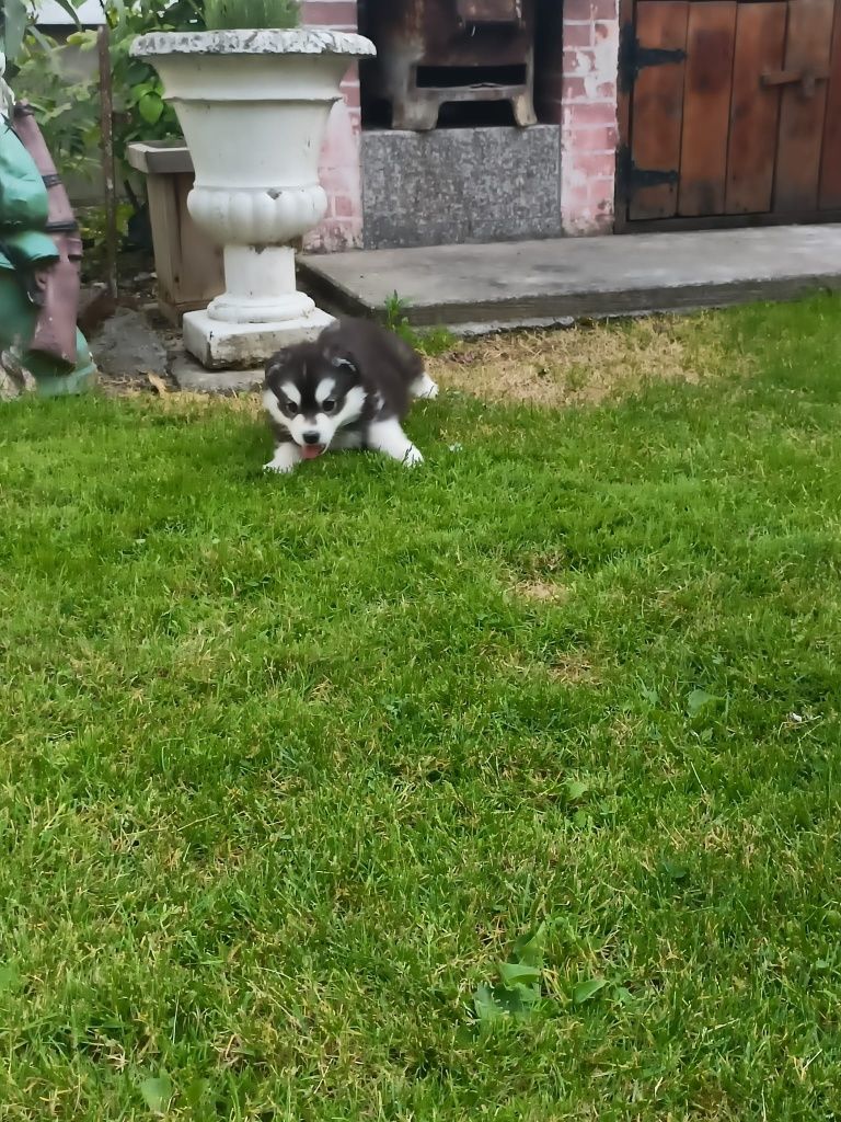 Puiuț husky siberian