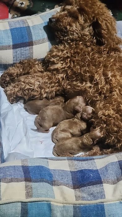 Щенки той пудель клубный