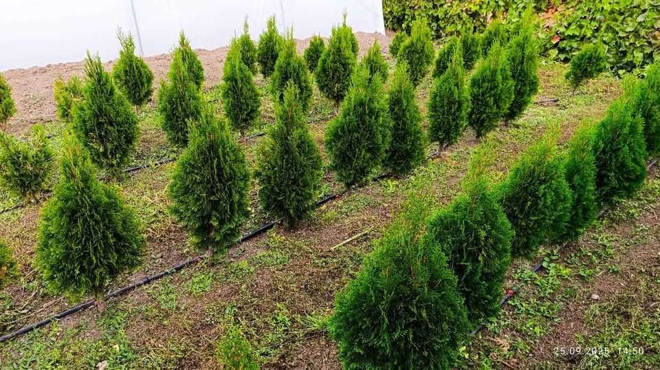 Западна туя Фастигиата / Thuja occidentalis Fastigiata