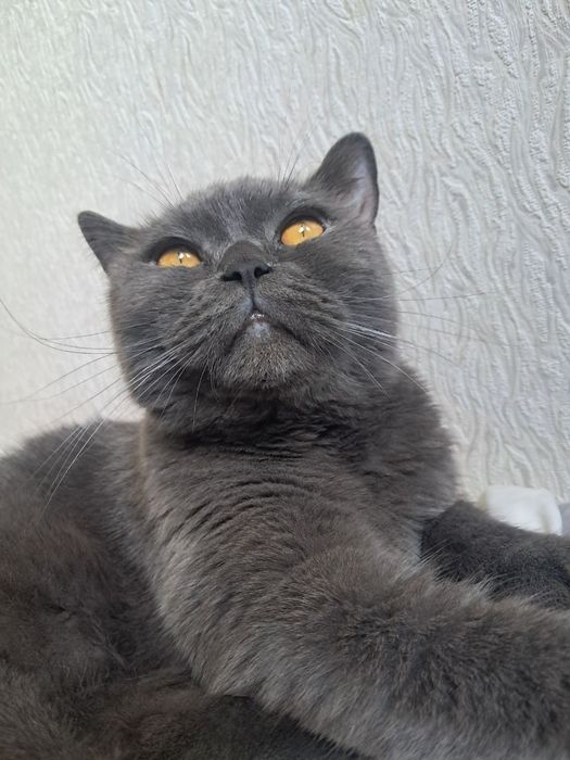 Домашняя гостиница для вашего питомца в Турксибском районе. Без клеток