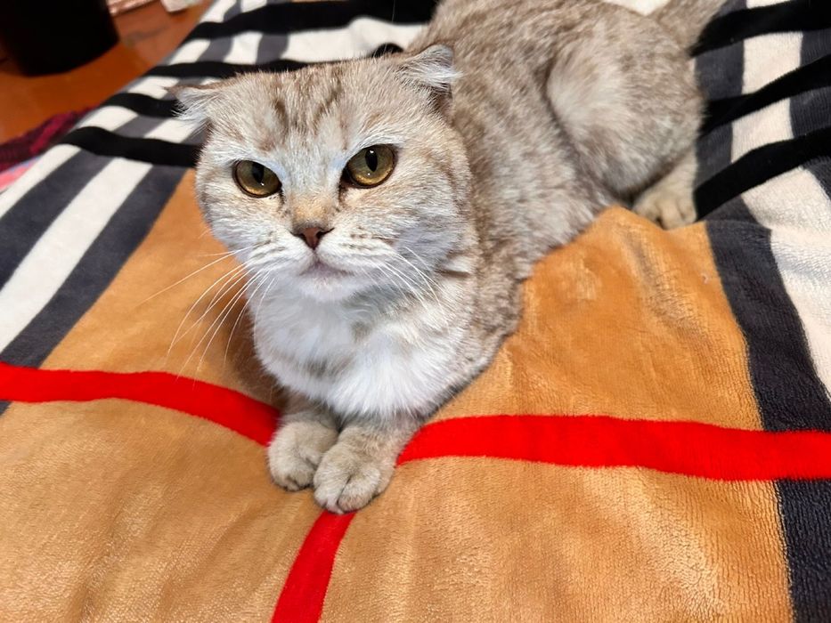 Шотландская вислоухая кошка