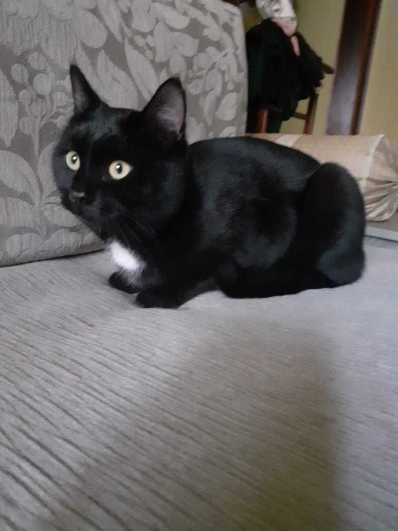 Кошечка беленькая стерилизованная и котик черный кастрированный