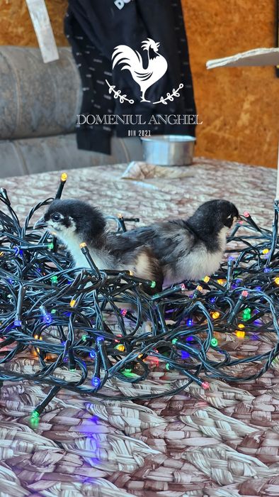 Pui Australorp Negru/Splash/Albastru