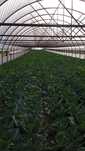 Sere cu Montaj. legume flori solare 70 ron