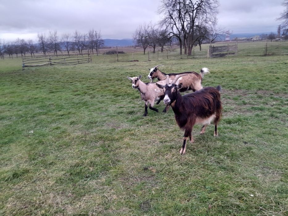 Vând oi capre  tinere