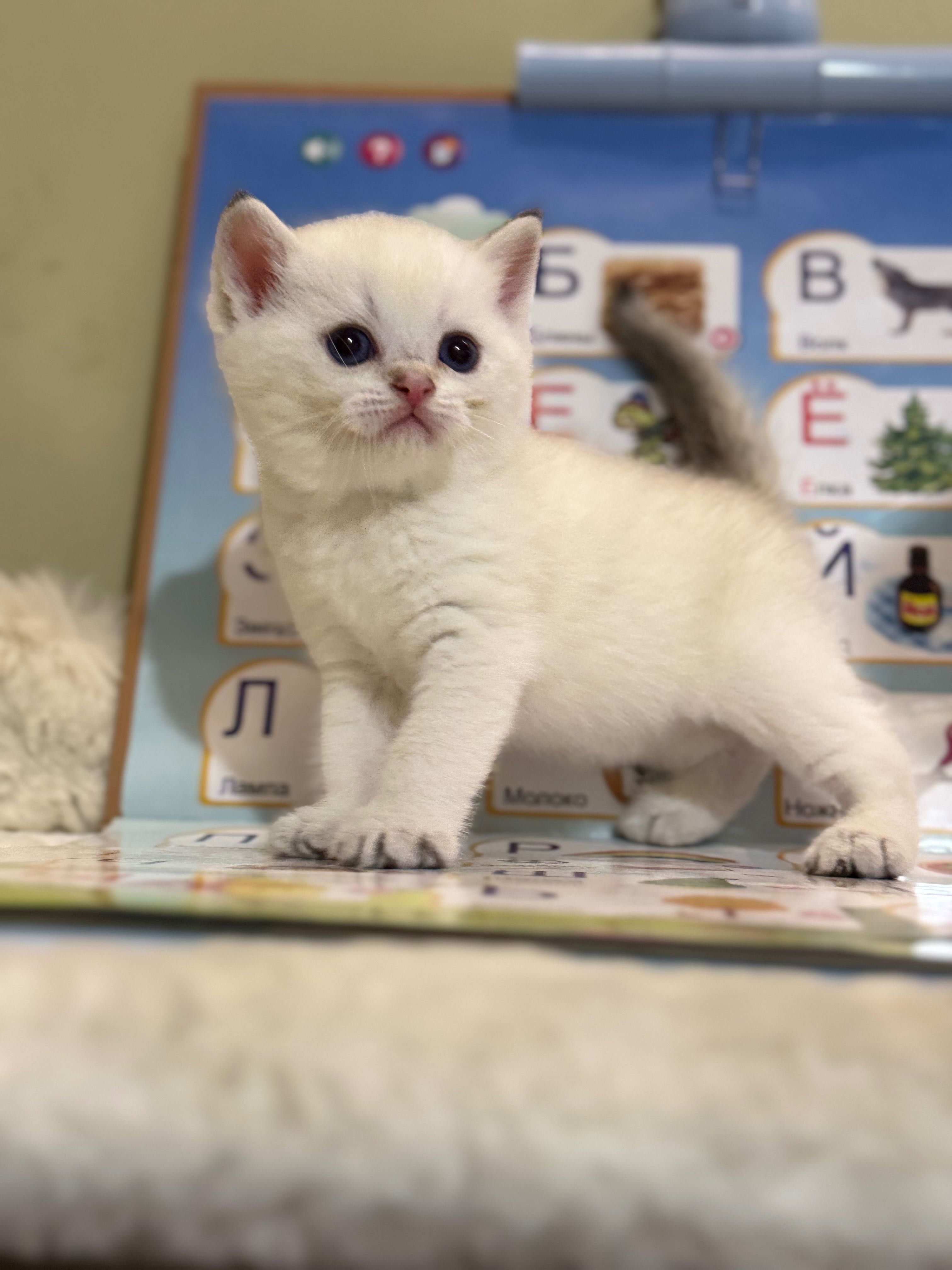 Срочно продаются котята Шиншила
