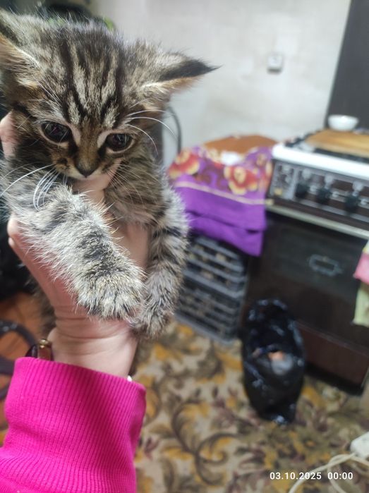 Отдам в добрые руки