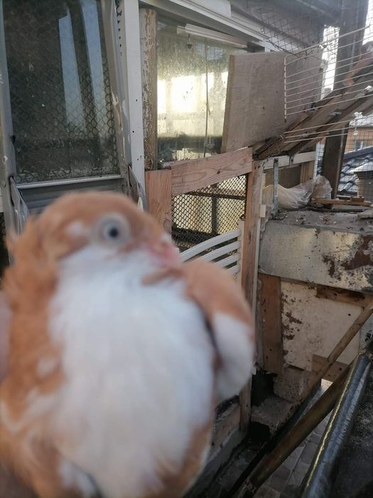 Vând diferite rase de porumbei