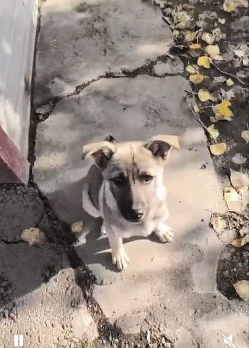 Щенок мальчик ищет