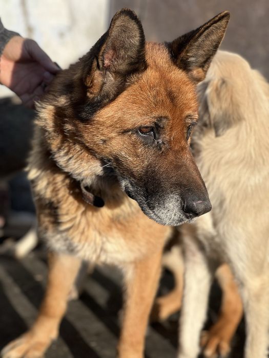 Собаки в добрые руки