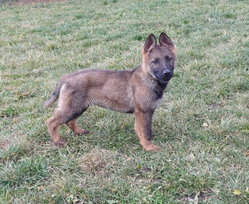 Pui ciobanesc german linie de lucru