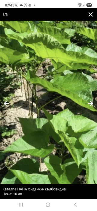 Каталпа кълбовидна фиданки