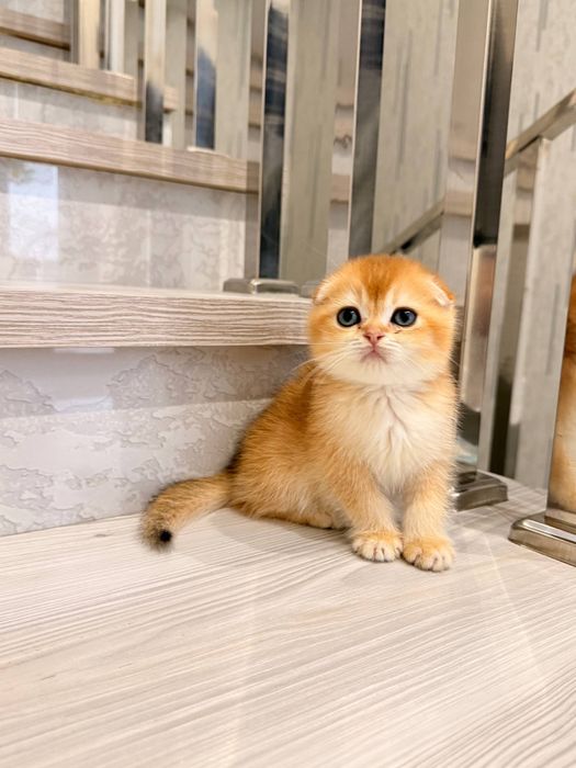 На продаже золотый шиншиллы