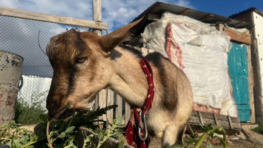 Лақ теке породалы