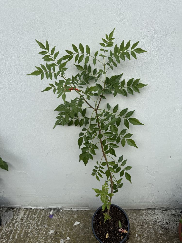 Текомария-Tecomaria capensis