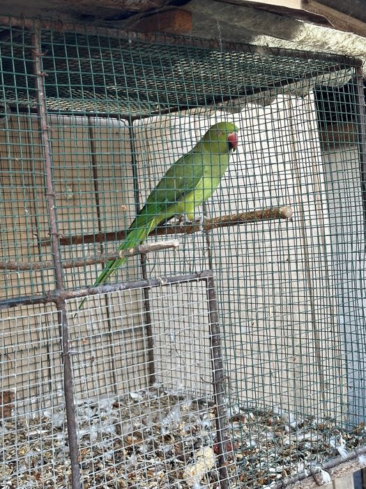 Femela micul alexandru