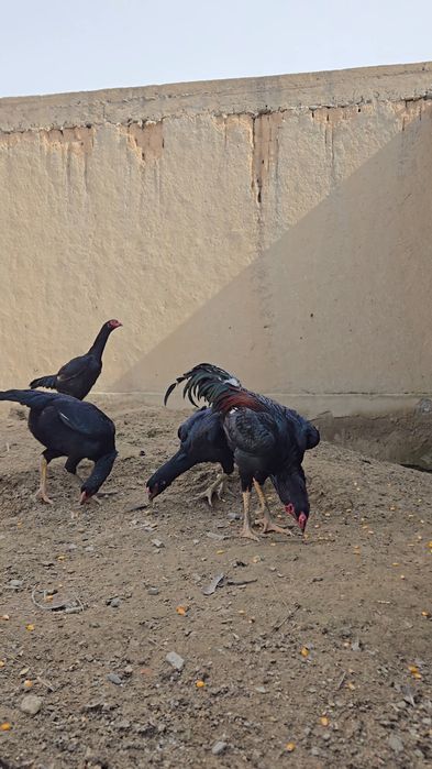 Зотли хуроз, товукларни, тухуми сотилади