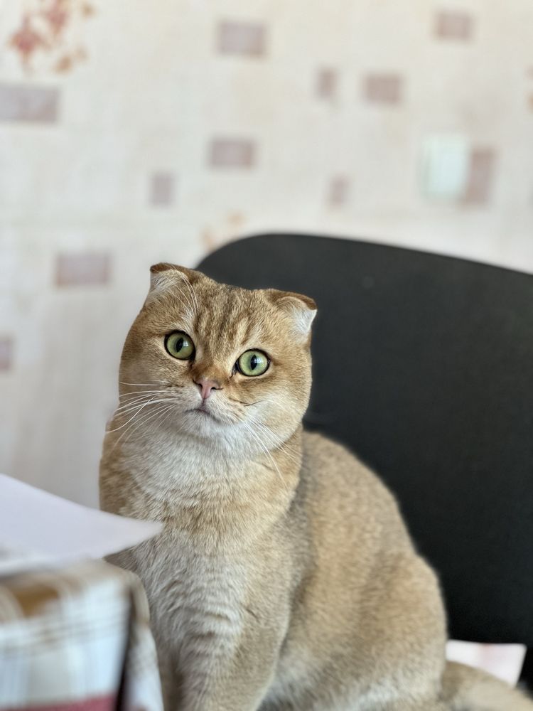 Вязка кошек опытный