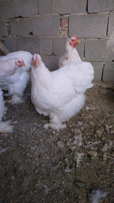 Cochinchina uriaș alb tineret!